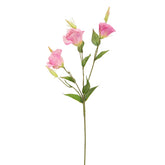Pink Lisianthus Flowers